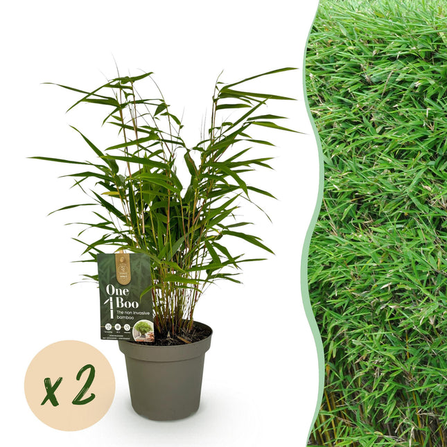Bamboe Niet Woekerend - Fargesia rufa - ↕35cm - Ø14cm - 2x