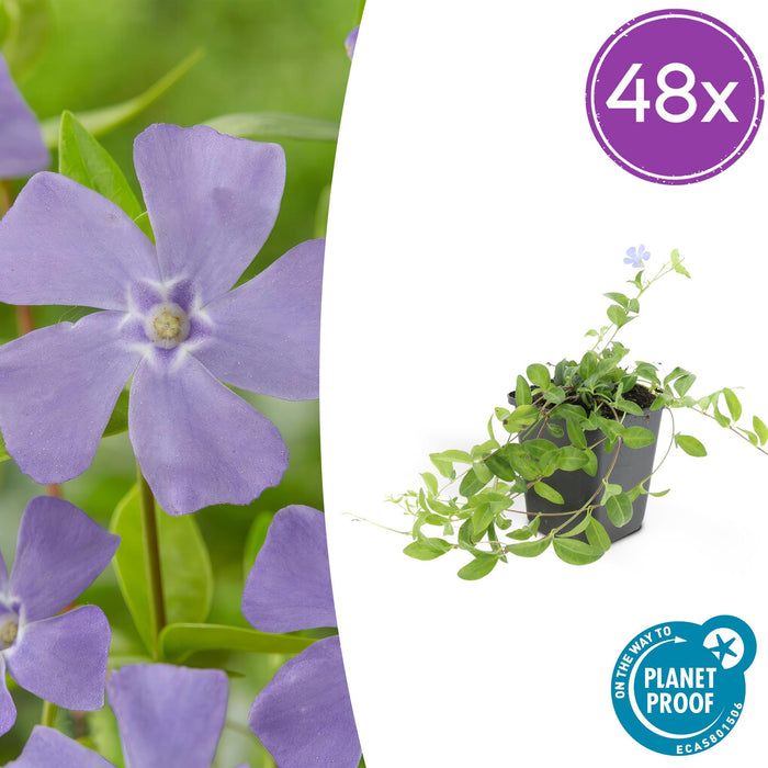 Vinca minor 'La Grave' - ↕10-25cm - Ø9cm - 48x