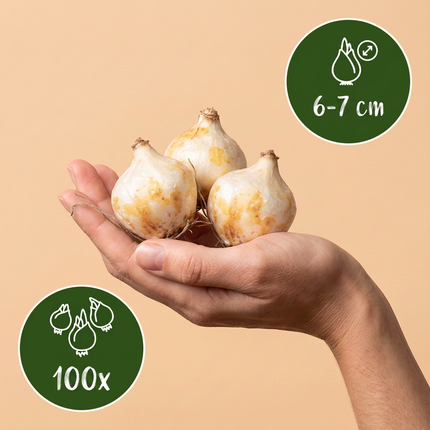 100x Muscari White Magic - Bloembollen - Witte druifhyacint - Wit - Verwilderingsbol - Bolmaat 6/7