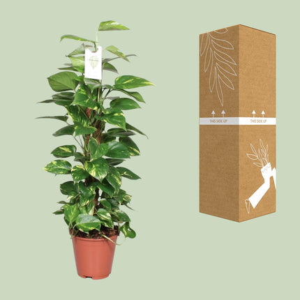 Epipremnum Pinnatum Mosstok - Scindapsus - ↕80cm - Ø19cm