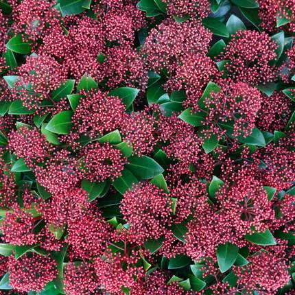 Skimmia 'Rubella' – ↕20-25 cm - Ø10.5 cm - 3x