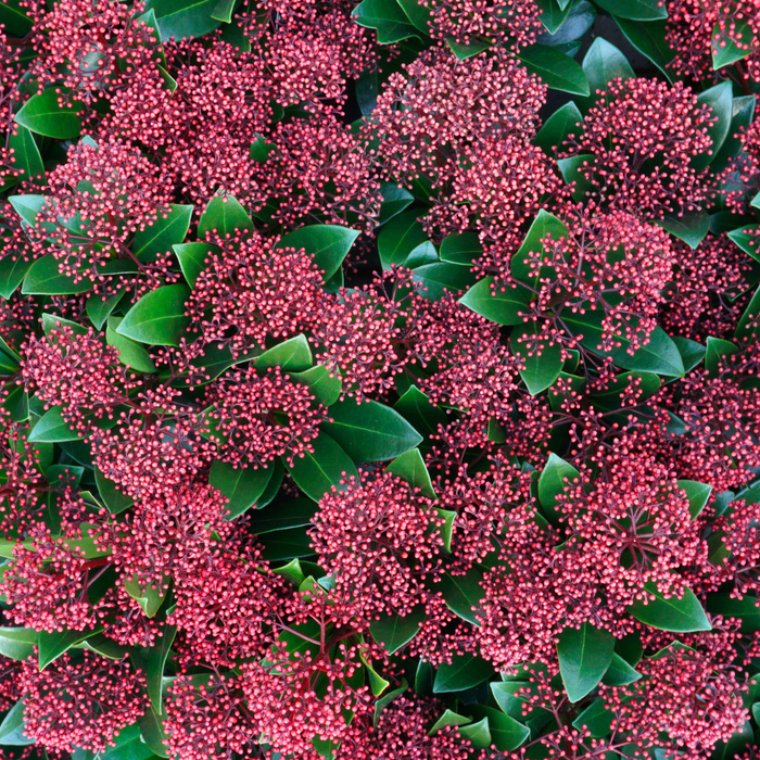 Skimmia 'Rubella' – ↕20-25 cm - Ø10,5 cm - 3x