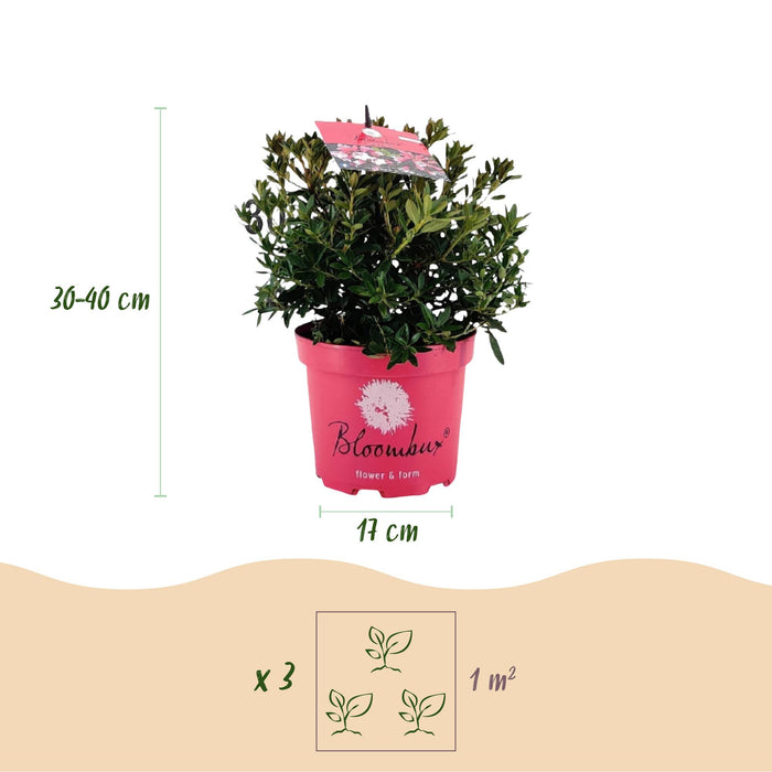 Dwerg Rhododendron - Rhododendron Bloombux Magenta - Bloeiende Buxus - Roze Bloem - ↕30-40cm - Ø17cm - 4x