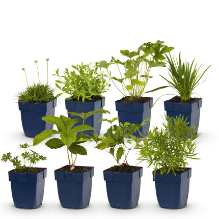 Borderpakket - Kleur Wit - 8 Vaste planten - 1 m2 - Diversen kleuren - Weinig Onderhoud - Ø11cm