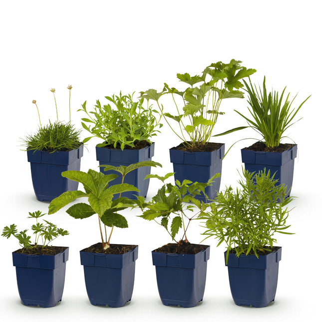 Border Package - Color White - 8 Perennials - 1 m² - Various colors - Low Maintenance - Ø11cm