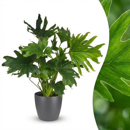 Philodendron Lickety split - met grijze pot - ↕70cm - Ø19cm