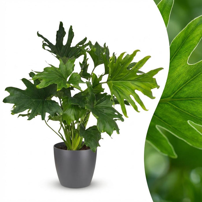 Philodendron Lickety split - med grå potte - ↕70cm - Ø19cm