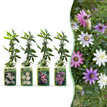Passiflora Regenboog - Passiflora Rainbow 12x - Wit - Paars - Roze - Paars - Klimplant - Ø9cm - ↕35cm