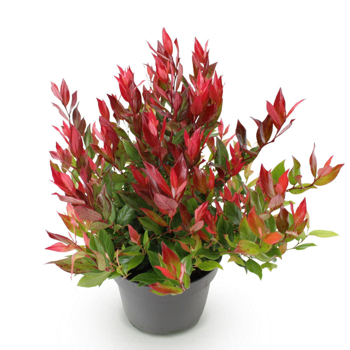Leucothoe Little Flame - Rood - 1 Plant - Groenblijvend - Weinig Onderhoud - Pot 17cm Hoogte 40cm