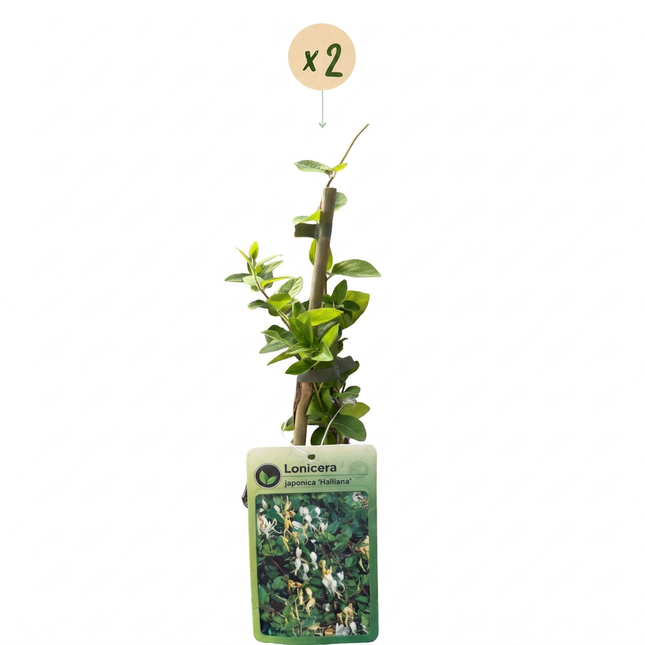 Lonicera jap. 'Halliana' - Japanse kamperfoelie 2x - Wit - Geel - Klimplant - Ø9cm - ↕35cm