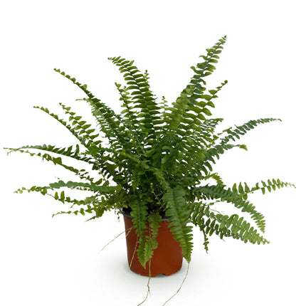 Nephrolepsis exaltata Green Lady - Farn - ↕25cm - Ø12cm