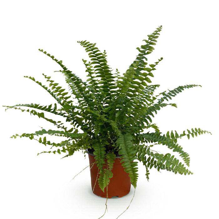 Nephrolepsis exaltata Green Lady - Varen - ↕25cm - Ø12cm