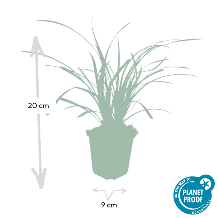Carex morrowii 'Ice Dance' - Zegge - ↕10-25cm - Ø9cm - 12x