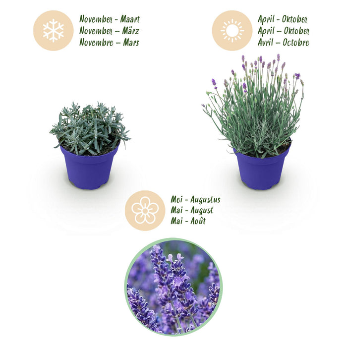 Lavandula angustifolia Hidcote - Lavendel - Paars - ↕20-25cm - Ø12cm - 3x