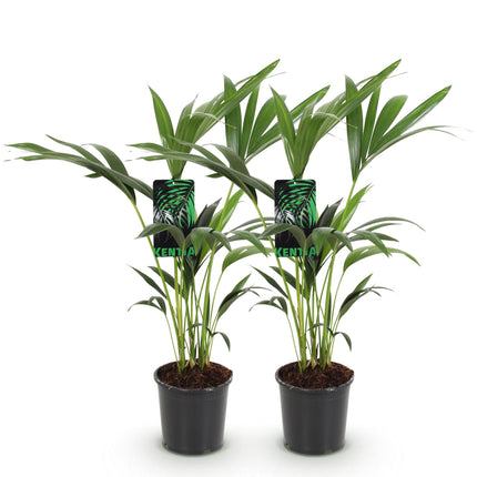 Howea Forsteriana - Kentiapalme - ↕70-75cm - Ø17cm - 2x