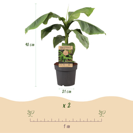 Plátano japonés de fibra - Musa Basjoo - Resistente - Maceta de 21 cm, altura 90 cm