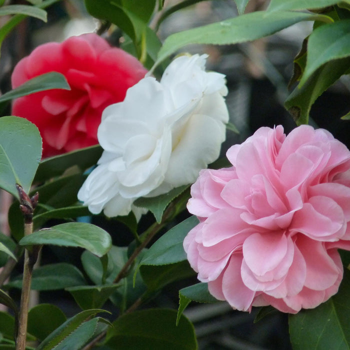 Camelia japonica Tricolour - Bloem Roze, Wit en Rood - 1x - Groenblijvend - Heester - Pot 15cm Hoogte 30cm