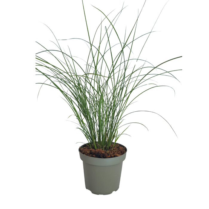 Miscanthus sinensis ‘Gracillimus’ – Chinees Prachtriet - Ø12cm - 6x