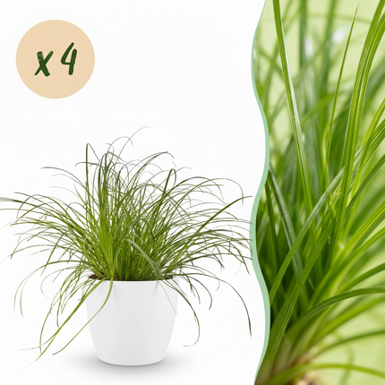 Cyperus alternifolius Zumula - Cat grass - with white plant pots - ↕20cm - Ø12cm - 4x
