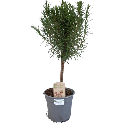 Rozmaryn lekarski na łodydze - Rosmarinus officinalis - ↕45cm - Ø14cm