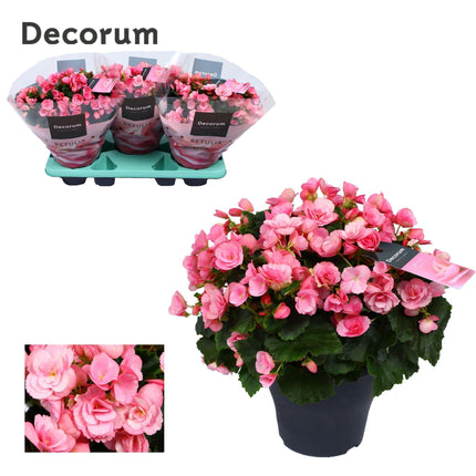 Begonia Betulia 'Candy' Roze - ↕35cm - Ø19cm