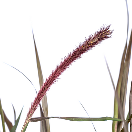 Pennisetum x Advena Chelsea - ↕70-80cm - Ø27cm