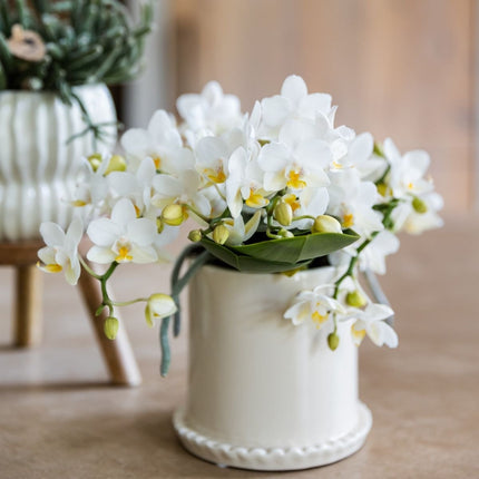 Kolibri Orchids | Combi Deal - 2 Witte Phalaenopsis Orchideeën Botanic Nazare - Ø9 cm