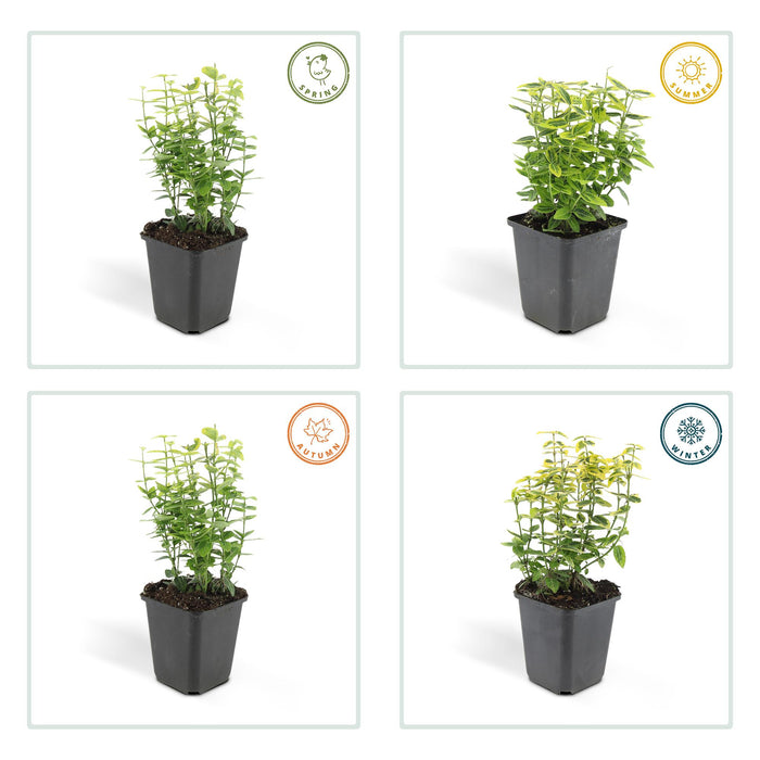 Euonymus fort. 'Emerald 'n Gold’ - ↕10-25cm - Ø9cm - 48x