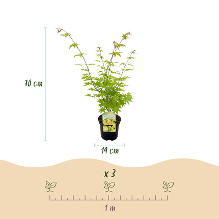 Érable du Japon - Acer palmatum Summergold - Jaune - ↕70cm - Ø19cm