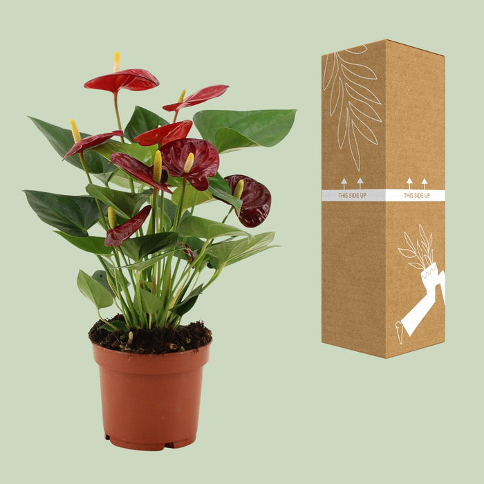Anthurium Calon - ↕36cm - Ø12cm