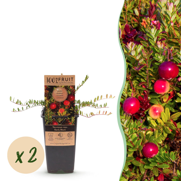 Vaccinium mac. Tidlig sort - Tranebær - Hårdfør - Blåbær - 2 planter - 15 cm potte - Højde 50 cm