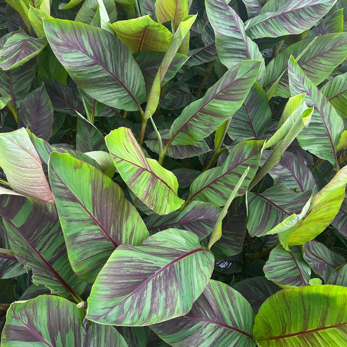 Fruitplant - Japanse vezelbanaan - Musa Ever Red - Winterhard - Pot 21cm Hoogte 90cm