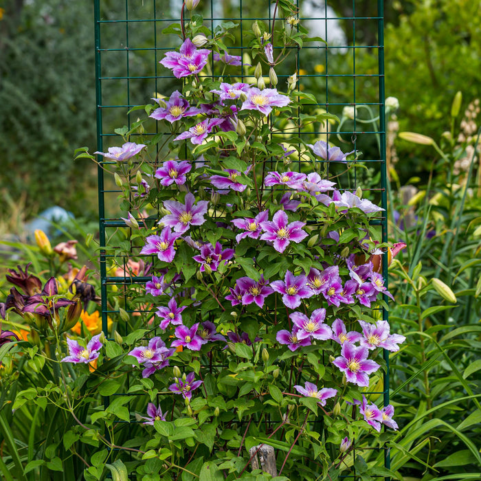 Clematis Piilu - Bloem Roze - Bosrank- ↕40cm - Ø11cm - 2x