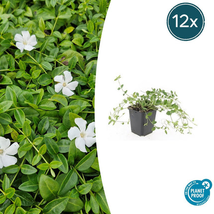Vinca minor 'Gertrude Jekyll' - Pervinca - ↕10-25cm - Ø9cm - 12x