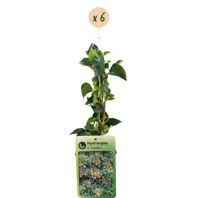 Hydrangea a. Petiolaris - Klimmende hortensia 6x - Wit - Klimplant - Ø9cm - ↕35cm