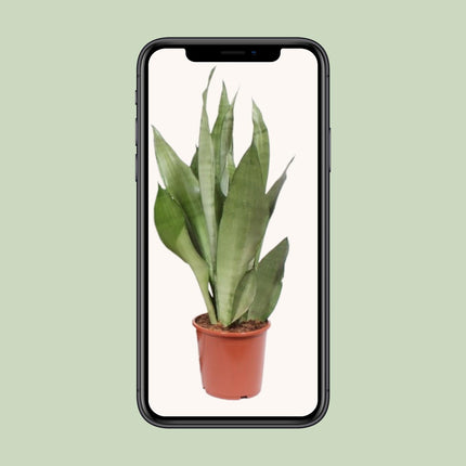 Sansevieria Moonshine – Schwiegermutterzunge – ↕60 cm – Ø17 cm