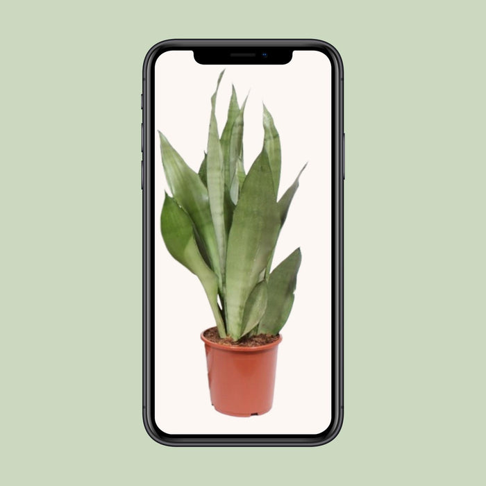 Sansevieria Moonshine - Vrouwentong - ↕60cm - Ø17cm