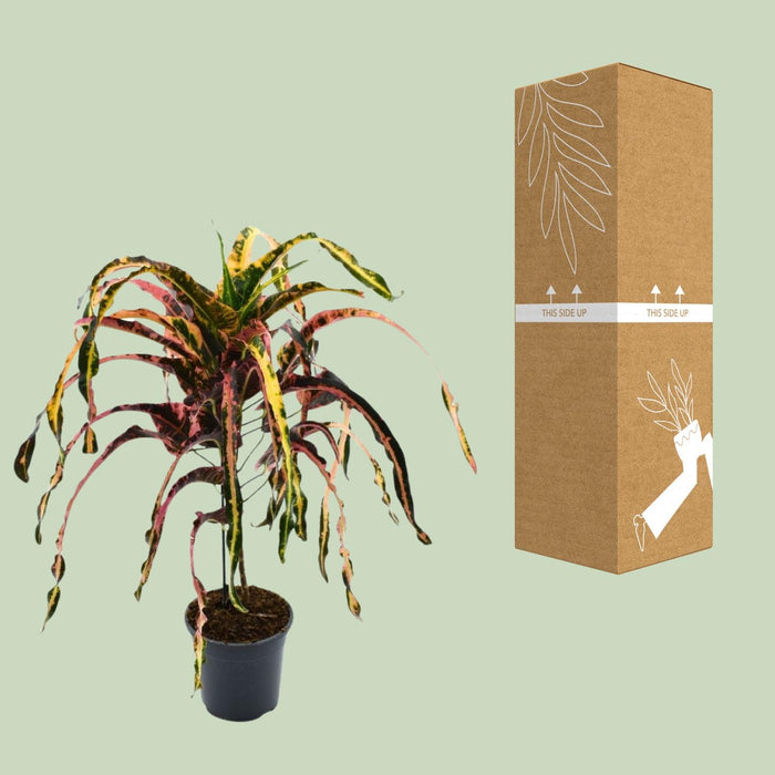 Croton Dreadlock - Codiaeum - Ø19cm - ↕85cm