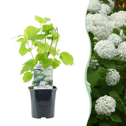 Panicle Hydrangea - Hydrangea arborescens Annabelle - White Flower - 1 Plant - Deciduous - Large Flowers - Pot 17cm Height 50cm