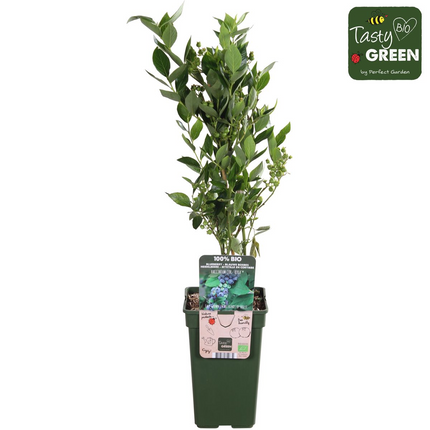 Vaccinium Corymbosum 'Reka' - Blueberry plant - ↕45cm - Ø13cm