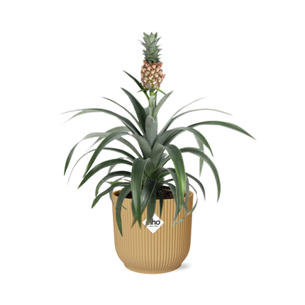 Ananas Mi Amigo - Roślina ananasowa - w elho Vibes Fold Ø14cm żółta