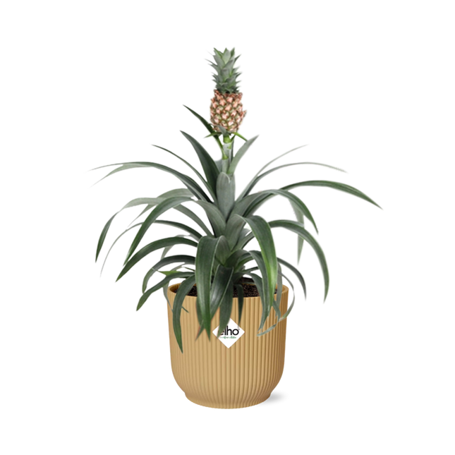 Ananas Mi Amigo - Pianta di ananas - in elho Vibes Fold Ø14cm giallo