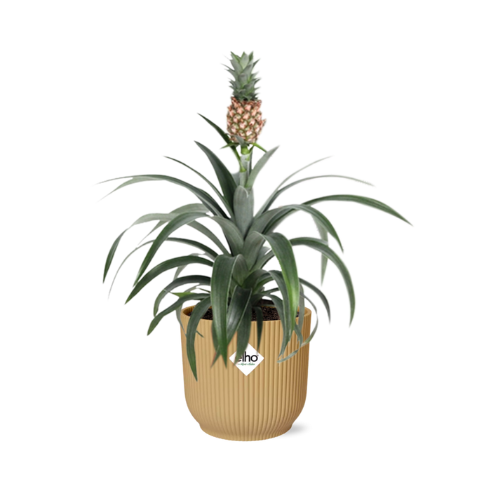 Ananas Mi Amigo - Ananasplant - in elho Vibes Fold Ø14cm geel