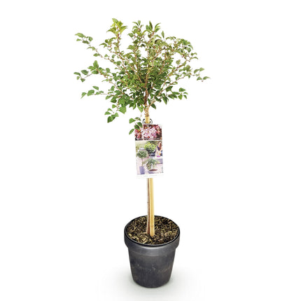 Prunus incisa Koujou-no-mai - Plante de patio - Caduc - Rustique - Fleurs blanches - Pot de 19 cm - Hauteur : 90 cm