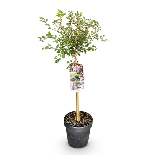 Prunus incisa Koujou-no-mai - Terras Plant - Bladverliezend - Winterhard - Witte Bloem - Pot 19cm Hoogte 90cm