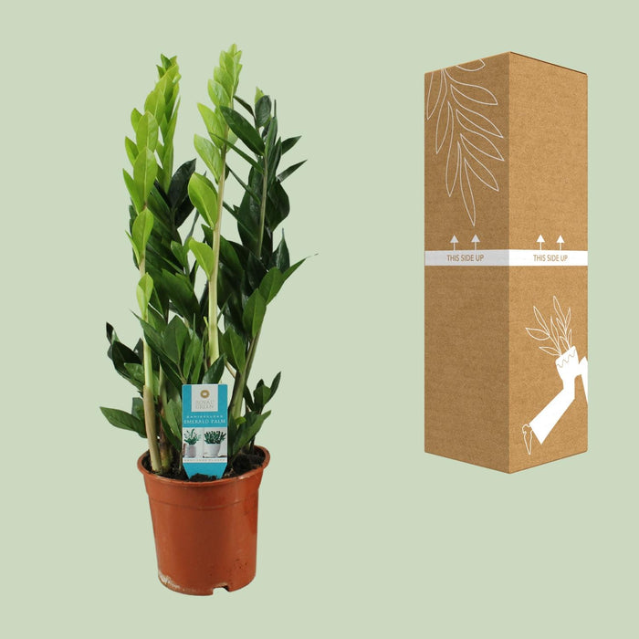 Zamioculcas Zamiifolia - ZZ Plant - ↕65cm - Ø17cm