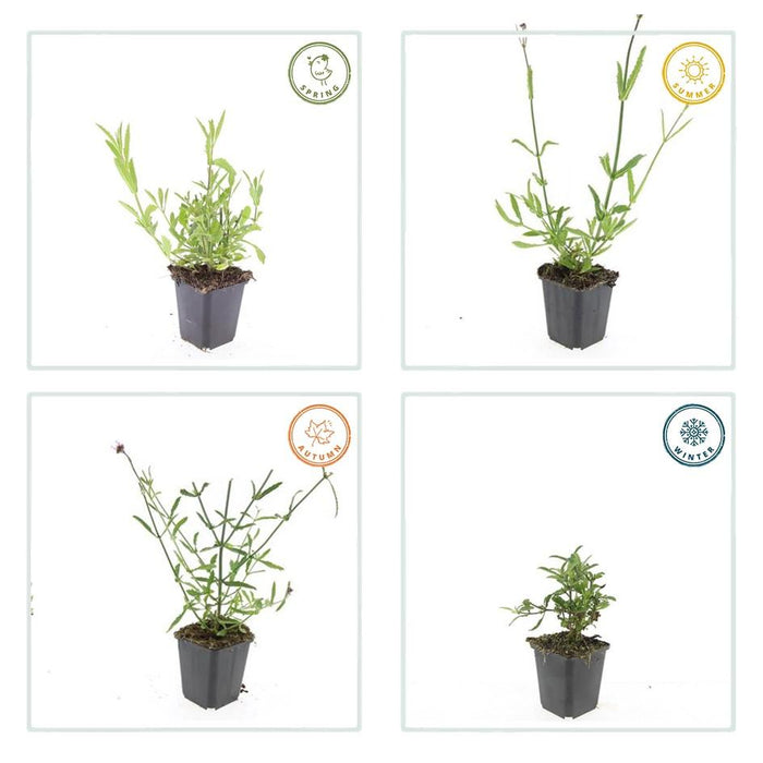Verbena bonariensis - ↕10-25cm - Ø9cm - 24x