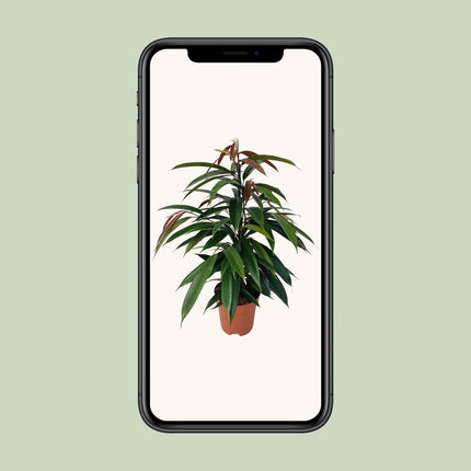 Ficus Binnendijkii 'Rey Amstel' - ↕75cm - Ø17cm
