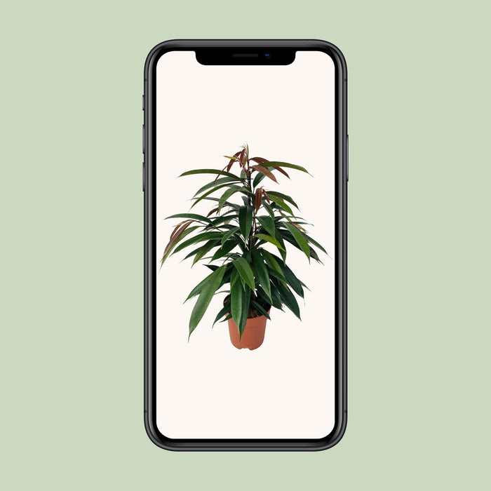 Ficus Binnendijkii 'Amstel King' - Ø17cm - ↕75cm