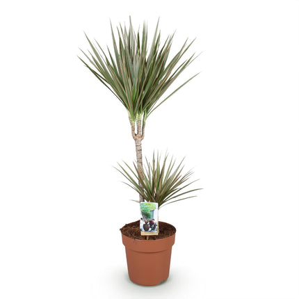 Dracaena Marginata Bicolor – Drachenblutbaum – Topf 21 cm – Höhe 90–100 cm